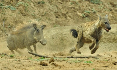 Lợn rừng cáu bẳn điên cuồng đuổi húc linh cẩu