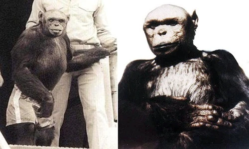 Người “làm chuyện ấy” với tinh tinh đã sinh ra con vật này?