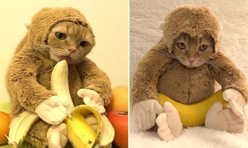 Chú "khỉ mèo" siêu đáng yêu đốn tim cư dân mạng