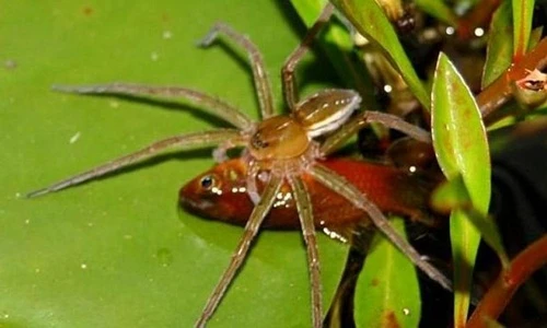 Cận cảnh nhện khổng lồ biết bơi, giỏi săn cá 