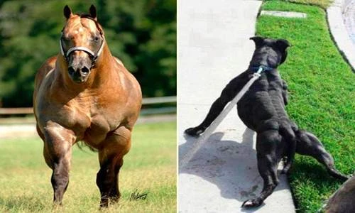 Những anh chàng động vật cơ bắp nhất