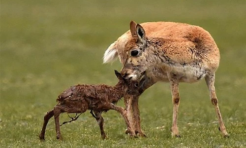 Cận cảnh linh dương ra đời trên thảo nguyên đầy gió