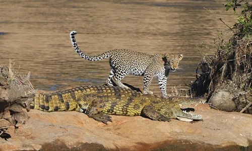 Hài hước cảnh báo đốm "trẻ trâu" chọc tức cá sấu khổng lồ