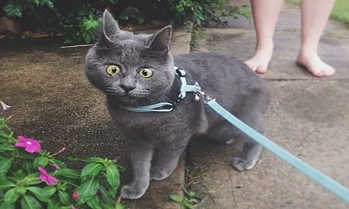 Kevin, chú mèo có khuôn mặt luôn luôn ngạc nhiên