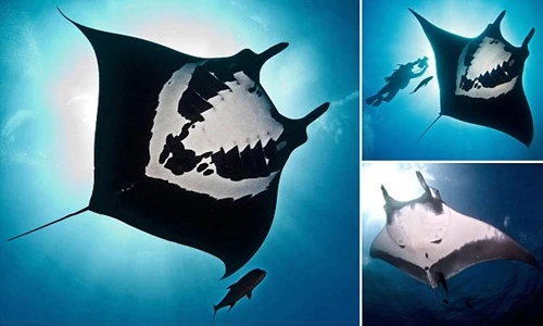 Chân dung loài cá đuối quý hiếm có biểu tượng sọ người