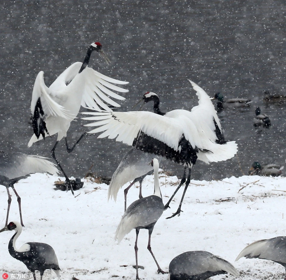 Sếu gáy trắng đánh nhau kịch liệt và phản ứng "lạ" của bầy đàn