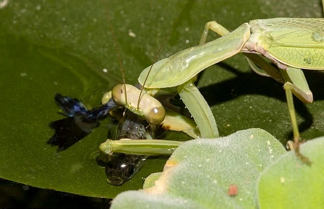 Hãi hùng cảnh bọ ngựa bắt giết cá bảy màu ăn thịt