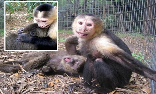 Cảm động tình bạn sâu sắc của hai chú khỉ bất trị