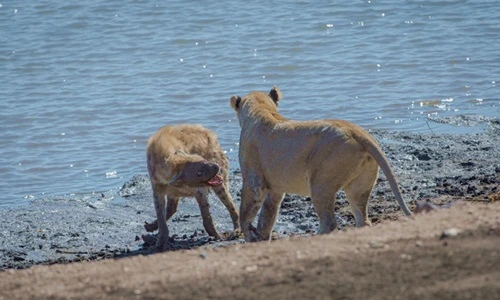 Sư tử "ỷ mạnh hiếp yếu" cướp thịt linh cẩu chột mắt