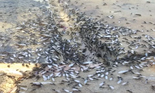 Khiếp đảm kiến “xâm chiếm” lãnh thổ nước Anh