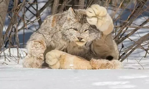 Chết mê mèo có bàn chân khổng lồ siêu đáng yêu 