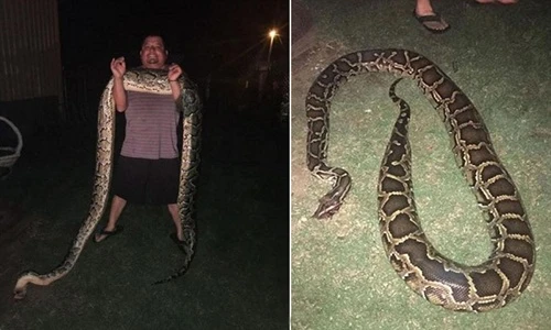 Thiếu niên 15 tuổi giết chết trăn khổng lồ bò lổm ngổm