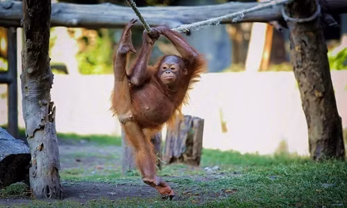 Chết cười đười ươi múa ba lê như người 