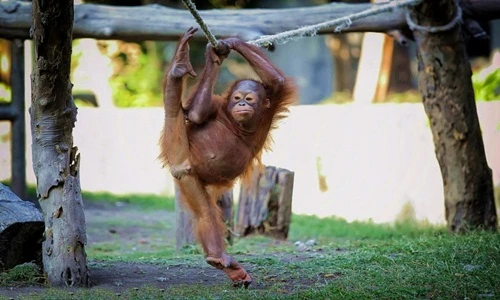 Chết cười đười ươi múa ba lê như người