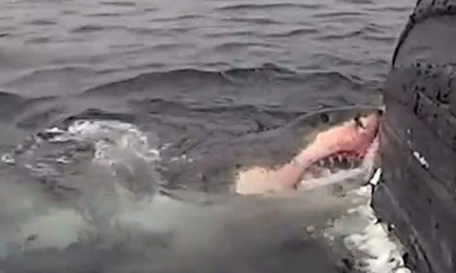 Hãi hùng cá mập mang thai gặm nhấm xác cá voi khổng lồ