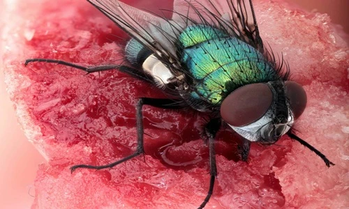 Loài ruồi đáng ghét và nguy hiểm hơn bạn tưởng rất nhiều