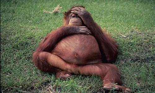 Khuôn mặt “muôn hình vạn trạng” của các bà mẹ động vật