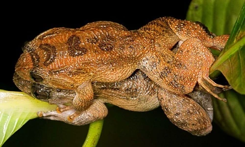 Sốc tư thế quan hệ trên lưng của ếch đêm Bombay 