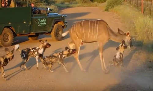 Tàn khốc cảnh chó hoang xẻ thịt linh dương trên đường