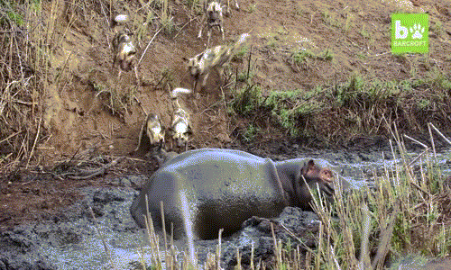Hà mã bất lực khi bảo vệ linh dương trước đàn chó hoang