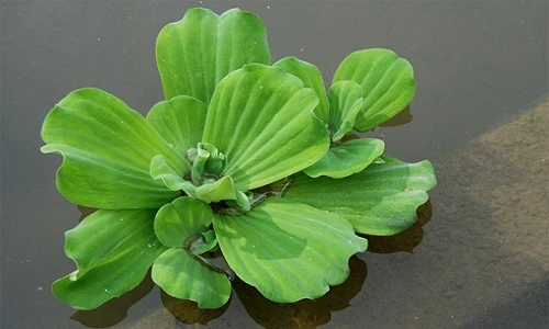 Loại cải thảo thần kỳ, trước chỉ cho heo ăn giờ là thuốc chữa bệnh