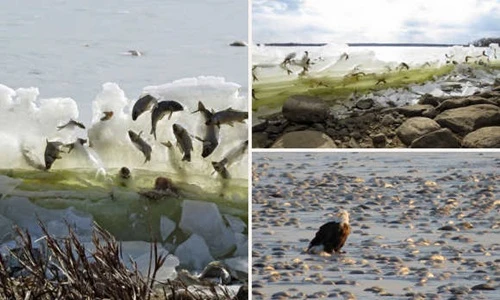 Kinh ngạc hiện tượng cá đang nhảy thì bị đóng băng