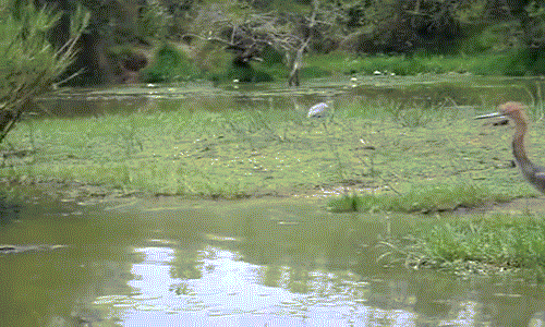 Cá sấu ra oai ăn thịt rùa ngay trước mặt cò 