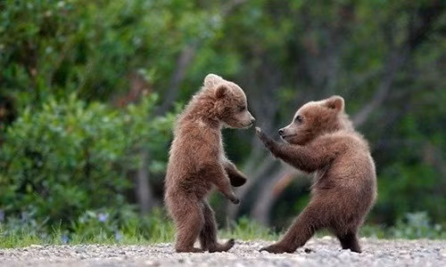 Khi gấu nâu hoang dã ra đòn hiểm với đồng loại