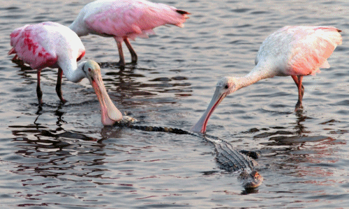 Những màn kịch đấu gây choáng váng trong thế giới động vật