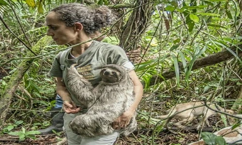 Xúc động khoảnh khắc con lười được trả về thiên nhiên
