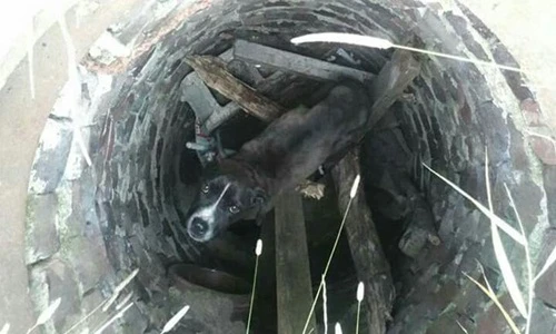 Chú chó đáng thương bị thả xuống cống cho chết đói