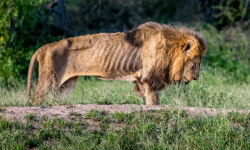 Xót xa vua sư tử bị đàn bỏ rơi, còn da bọc xương