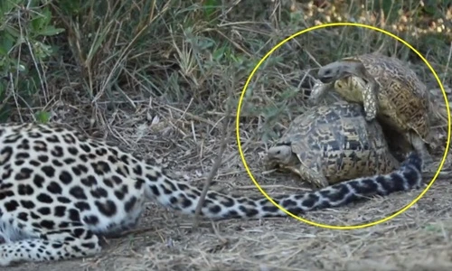 Đôi rùa "to gan" yêu đương mặn nồng trước mặt báo hoa mai