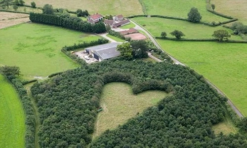 Trồng 6.000 cây xanh khi vợ mất, bí mật ngọt ngào là đây