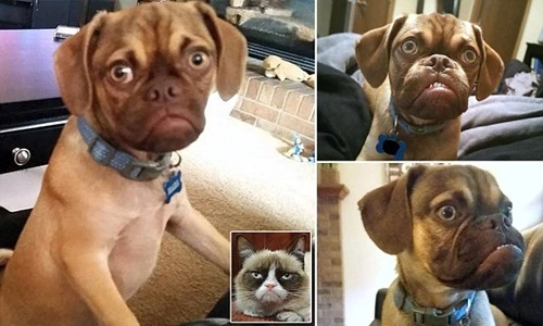 Chú chó nổi tiếng nhờ gương mặt cau có