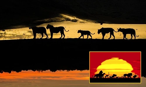 Đẹp ảo diệu hình ảnh vua sư tử ngoài đời thực