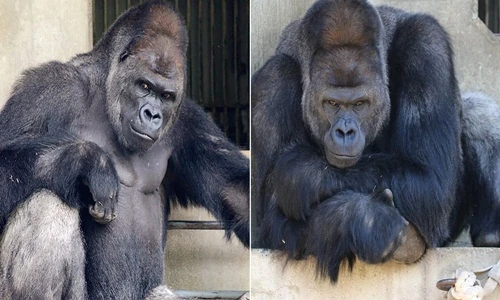 Khỉ đột đẹp trai và ngầu hệt như ngôi sao điện ảnh