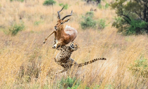 Màn đi săn tập thể quá ngoạn mục của gia đình báo đốm