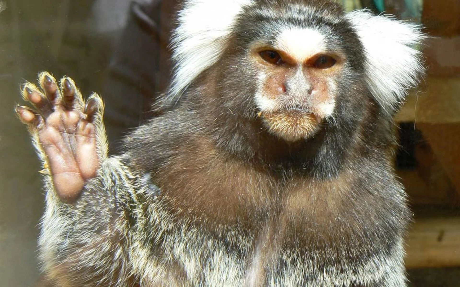 Khỉ mặt người gây sốt vì vẻ ngoài cực dị