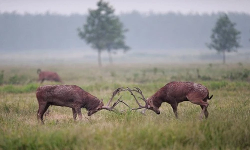 Cuộc chiến vì tình khốc liệt của những con hươu đực