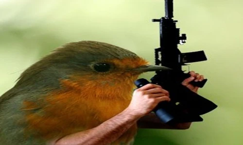 Những loài chim sát thủ cực đáng sợ ít ai ngờ tới