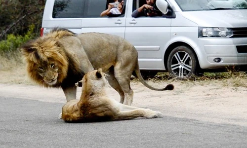 "Đỏ mặt" vợ chồng sư tử ái ân ngay giữa đường cái