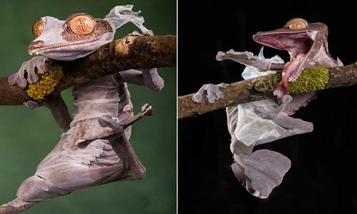 "Rợn tóc gáy" chứng kiến tắc kè lột xác 