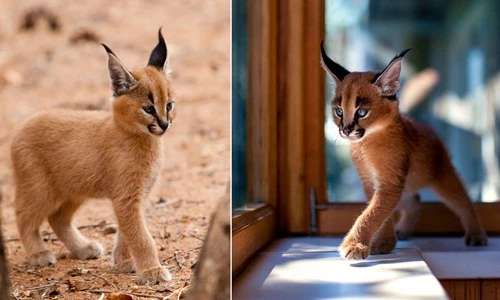 Loài mèo này chính là bá chủ thế giới về độ đáng yêu!