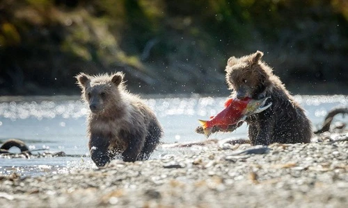 Khoảnh khắc ngoạn mục chị em gấu nâu học bắt cá