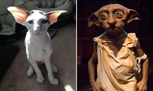 Kinh ngạc chú mèo kỳ dị giống hệt gia tinh quái vật