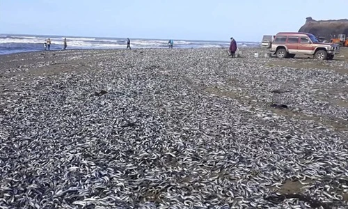 Cá mòi chết hàng loạt bất thường, tự lao vào bờ