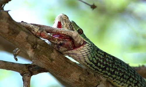 Rùng mình với bữa sáng đẫm máu của rắn cây
