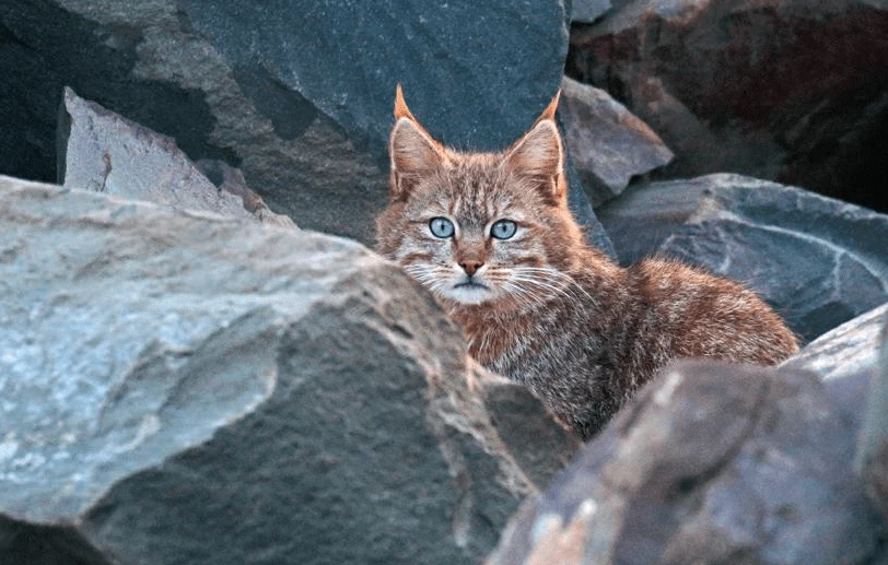 Đang tuần tra vô tình gặp mèo béo, nào ngờ linh thú cực hiếm