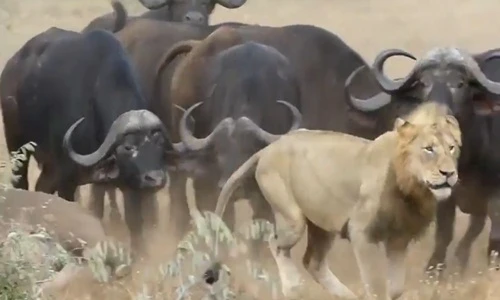 Kịch tính trâu rừng đoàn kết đánh đuổi sư tử, cứu đồng loại
